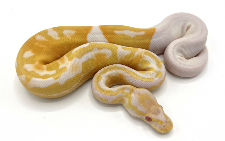 Albino Pieds | Royal Constrictor Designs