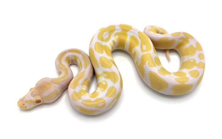 Albino Pieds | Royal Constrictor Designs