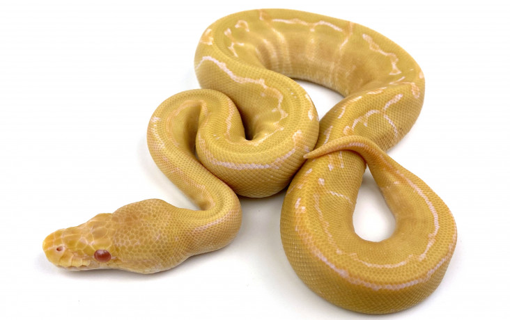 Albino Pieds | Royal Constrictor Designs