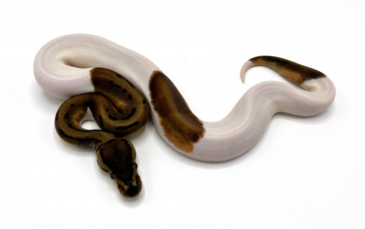 Albino Pieds | Royal Constrictor Designs