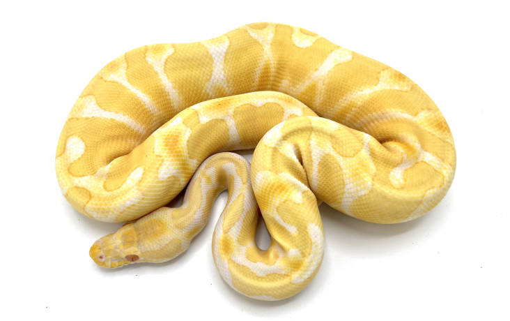 Albinos | Royal Constrictor Designs