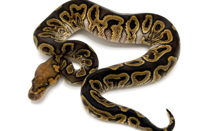 Hypo Clowns | Royal Constrictor Designs