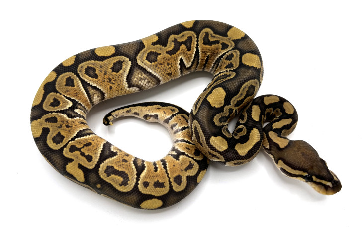 Hypo Clowns | Royal Constrictor Designs