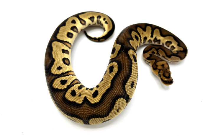 GCR Axanthic 100% Het Pied | Royal Constrictor Designs