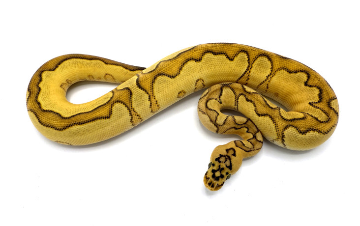 バンブー様 🐍 ・2018BECB バンブージェネティックストライプ♂ ・1.0