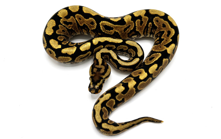 Pastel Spotnose Yellowbelly 100% Het Clown | Royal Constrictor Designs