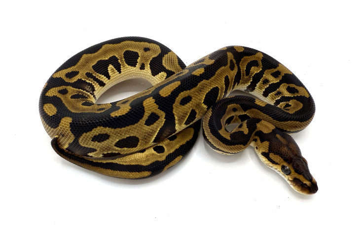 j*a様 Haydenshapes Hypno Krypto 5'8 31.03 Super Pastel Hidden Gene Woma Crypton | Royal Constrictor