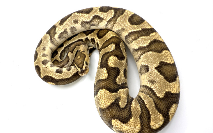 Fire Hidden Gene Woma Crypton | Royal Constrictor Designs