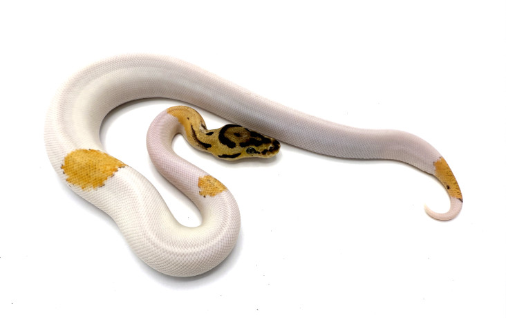 j*a様 Haydenshapes Hypno Krypto 5'8 31.03 Super Pastel Hidden Gene Woma Crypton | Royal Constrictor