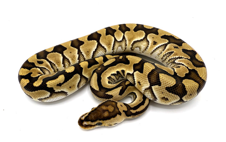 Leopard Special Pinstripe 100% Het Clown | Royal Constrictor Designs