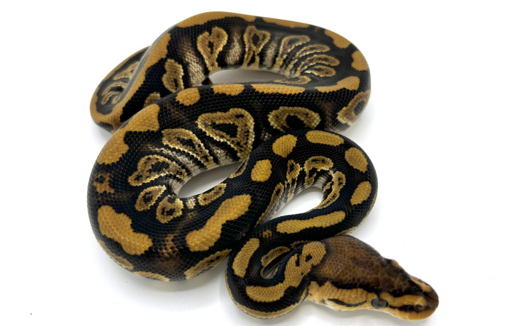 Strangers | Royal Constrictor Designs