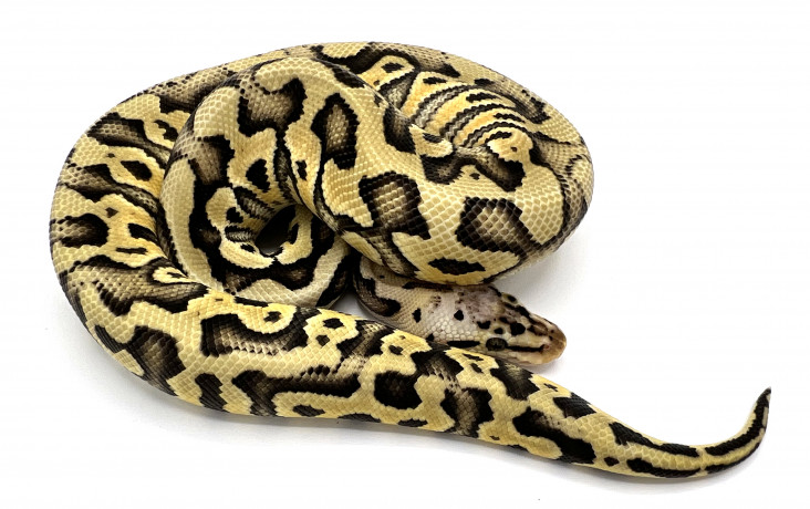 Stranger Crypton 50% Possible Het Hypo | Royal Constrictor