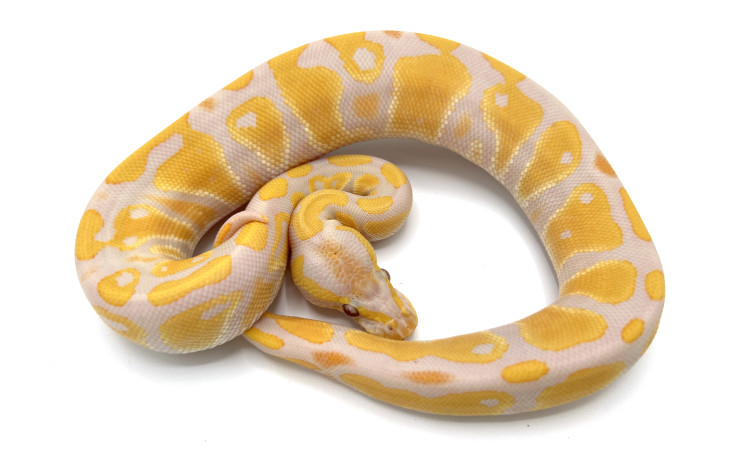 Dreamsicles (Lavender Albino Pieds) | Royal Constrictor Designs