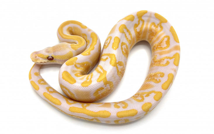 Dreamsicles (lavender Albino Pieds) 