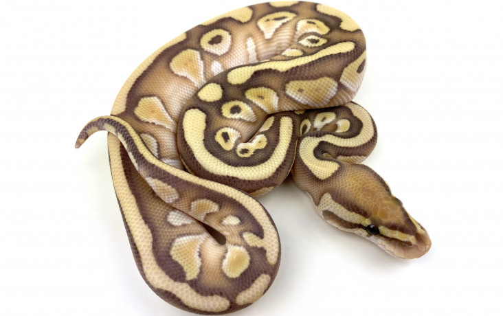 Bananas Coral Glows Royal Constrictor Designs