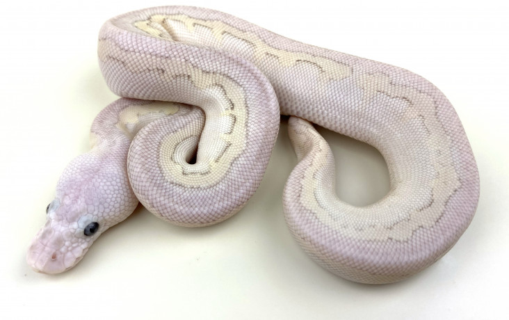 Genetic Stripe Clowns | Royal Constrictor Designs