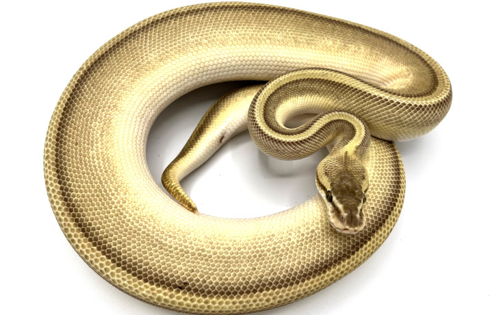 Genetic Stripes | Royal Constrictor Designs