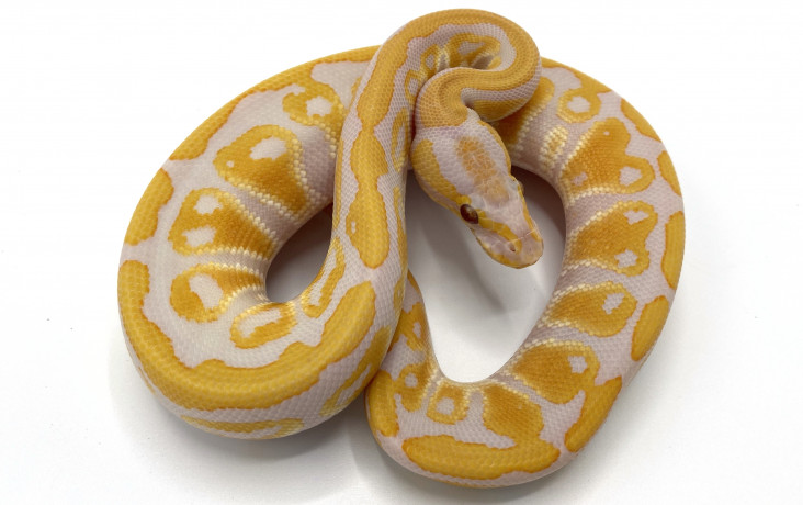 Lavender Albino Clowns | Royal Constrictor Designs