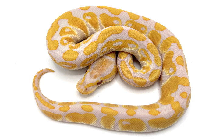 Lavender Albino Clowns 