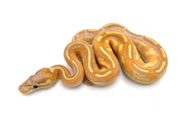 banana mardi gras ball python