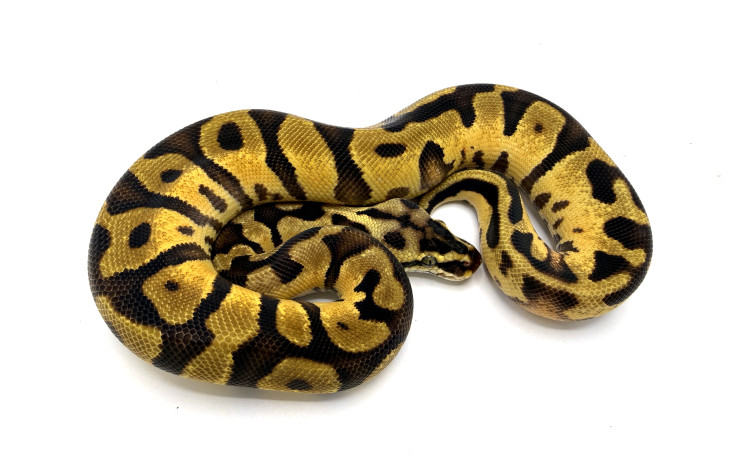 Pastel Enchi Leopard Calico (Yellowbelly/Asphalt/Specter?) | Royal