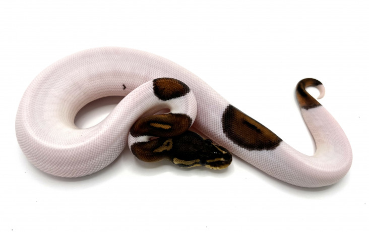 Cinnamons & Black Pastels | Royal Constrictor Designs