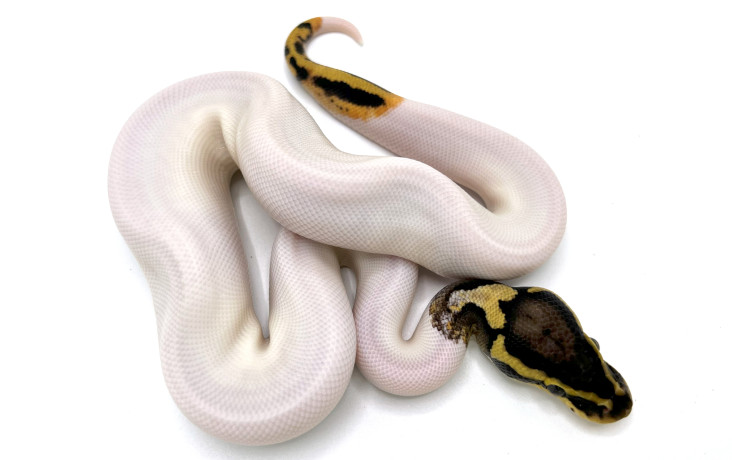 Piebalds | Royal Constrictor Designs