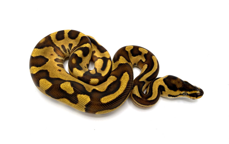 Enchi Leopard 100% Het Lavender Albino Breeder | Royal Constrictor