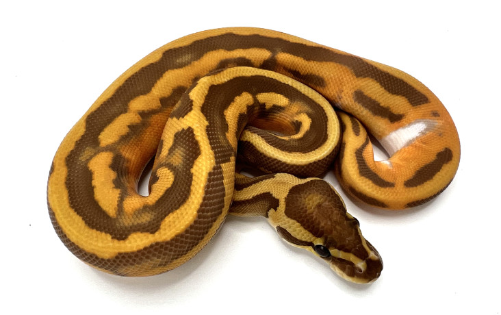 Ultramel | Royal Constrictor Designs