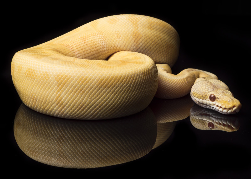 Albino Leo Pinstripe