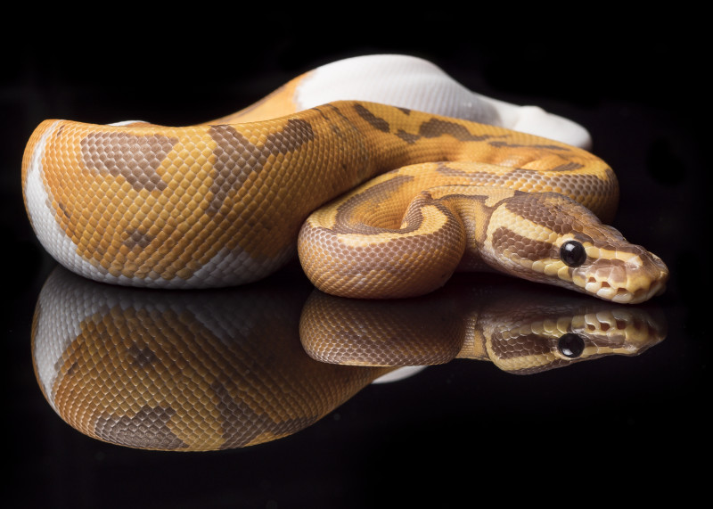 Ultramel Pied