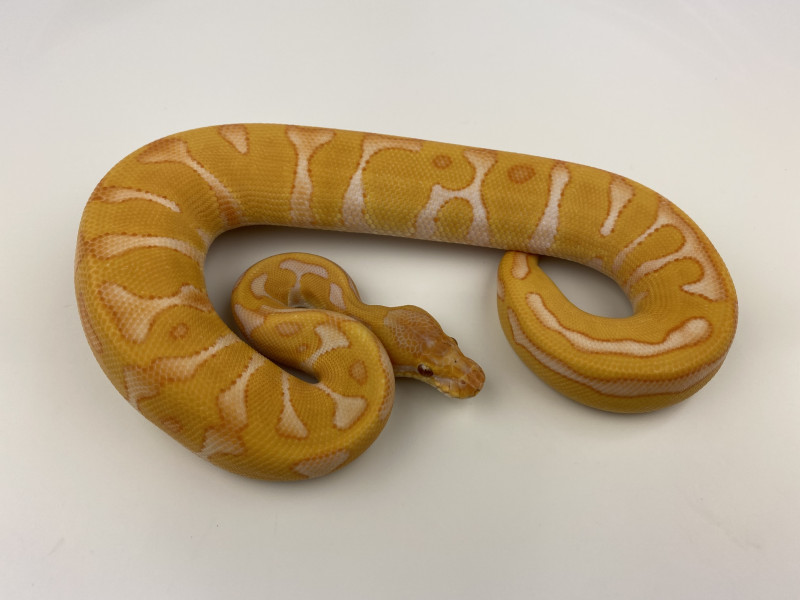 royal-constrictor-designs-captive-bred-ball-pythons-from-garrick-demeyer