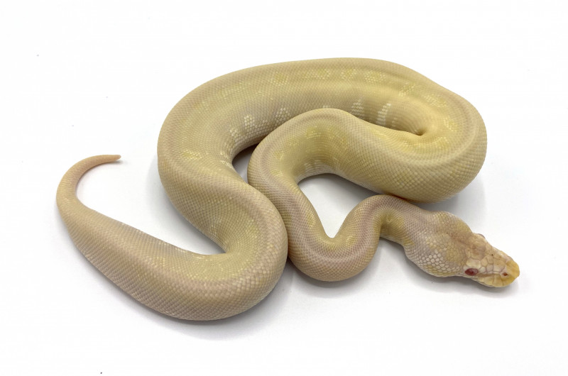 Albino Bamboo Pinstripe | Royal Constrictor Designs