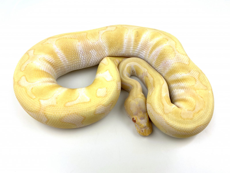 Albino Enchi 100% Het Clown | Royal Constrictor Designs