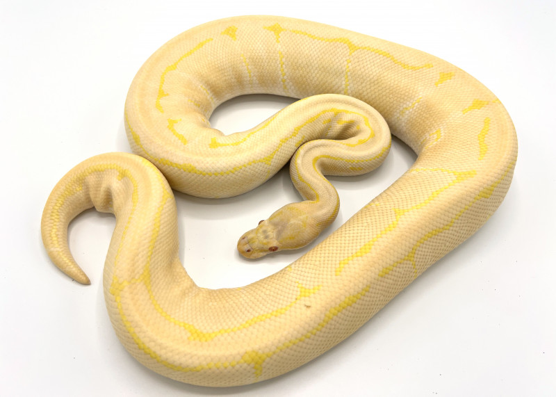 Albino Pinstripe Breeder | Royal Constrictor Designs