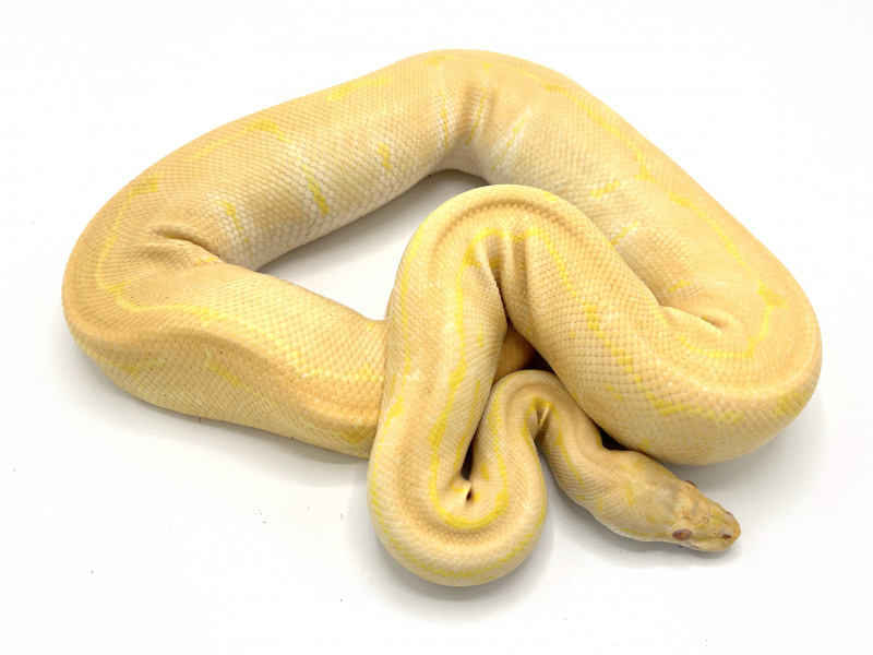 Albino Pinstripe Breeder | Royal Constrictor Designs