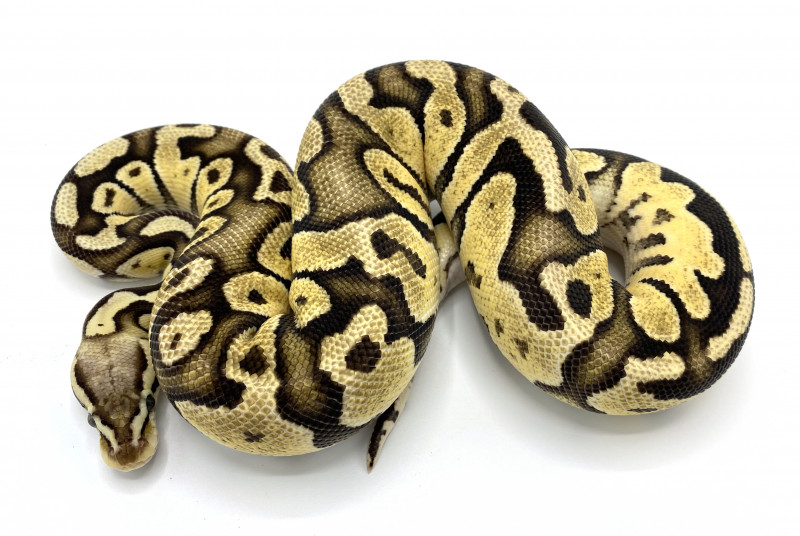 Firefly 100% Het VPI Axanthic | Royal Constrictor Designs