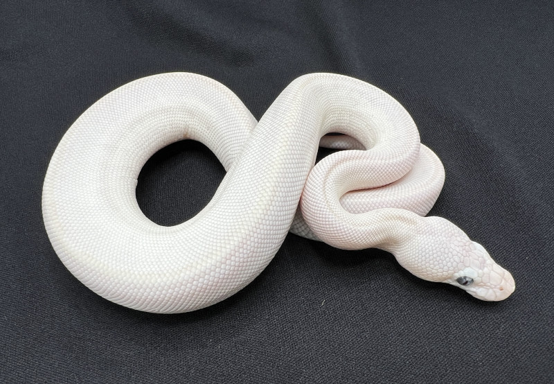 Blue Eyed Leucistic | Royal Constrictor Designs