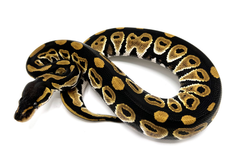 Blackhead 100% Het Clown | Royal Constrictor Designs