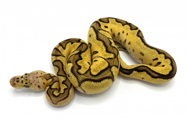 Pastel Enchi Clown 100% Het Hypo | Royal Constrictor Designs