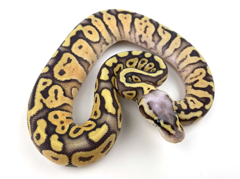 Super Pastel Hypo 100% Het Clown | Royal Constrictor Designs