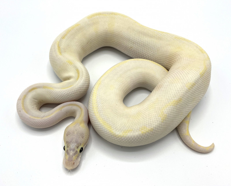 Pastel Ivory 100% Het Clown | Royal Constrictor Designs