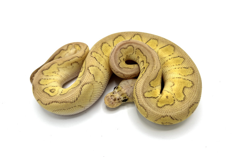 Pastel Lesser Clown 50% Possible Het Hypo | Royal Constrictor Designs