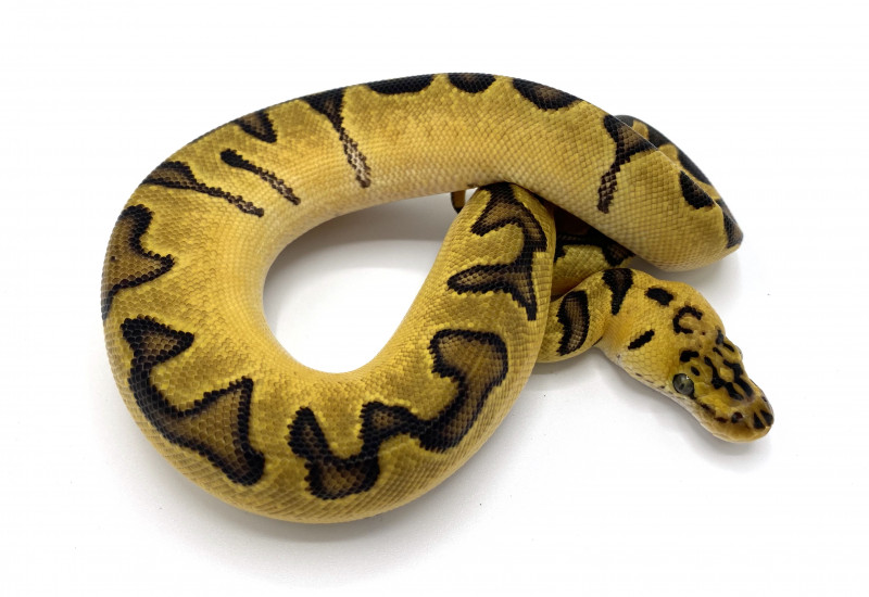 Pastel Enchi Clown | Royal Constrictor Designs