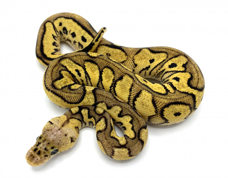 Pastel Yellowbelly Clown | Royal Constrictor Designs