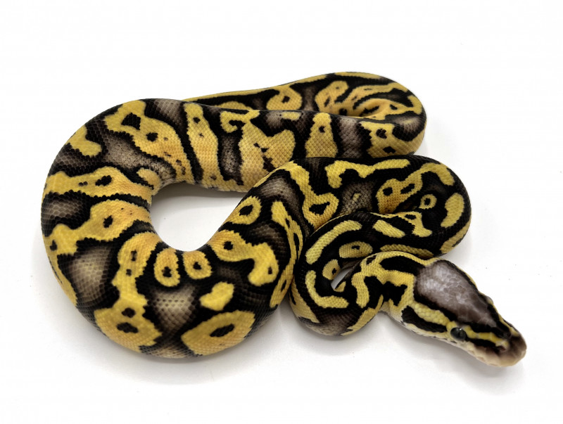 Super Pastel 100% Double Het Clown Pied | Royal Constrictor Designs