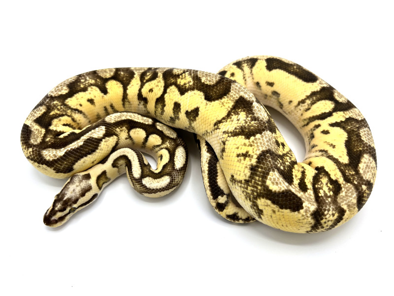 Superfly 100% Double Het Clown Pied | Royal Constrictor Designs