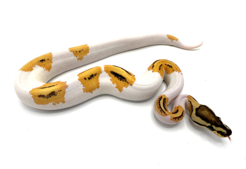 Orange Dream Yellowbelly Fire Pied 100% Het Lavender | Royal ...