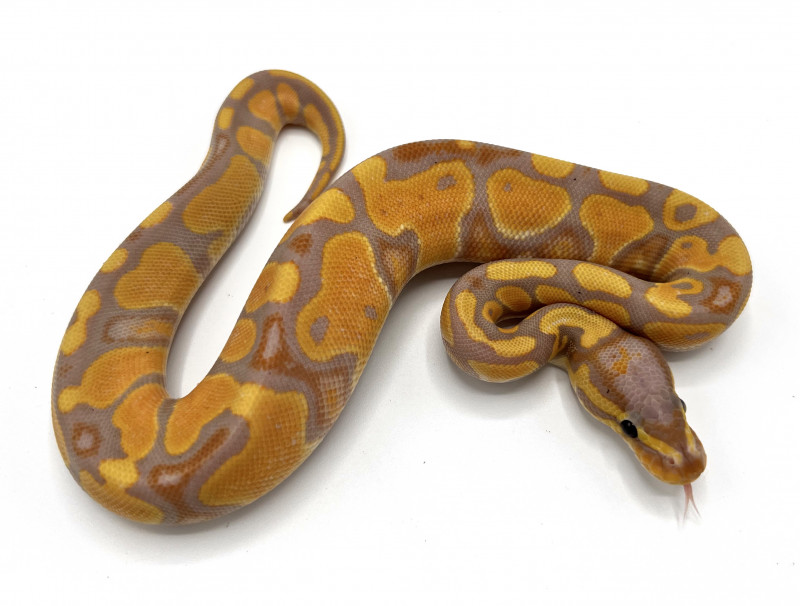 Banana 100% Double Het G Stripe Clown | Royal Constrictor Designs