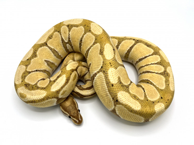 Banana 100% Het Hypo Breeder | Royal Constrictor Designs